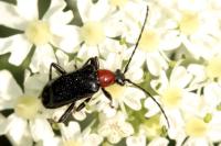 Dinoptera collaris