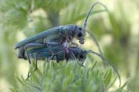 Opsilia coerulescens