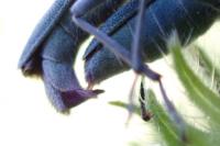 Opsilia coerulescens