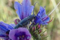 Opsilia coerulescens