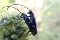 Opsilia coerulescens