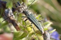 Opsilia coerulescens
