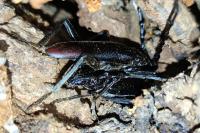 Cerambyx cerdo
