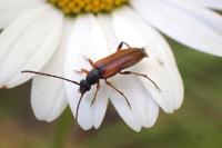 Alosterna tabacicolor
