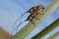 Agapanthia asphodeli