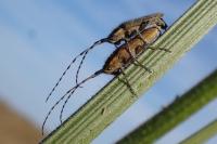 Agapanthia villosoviridescens