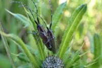 Agapanthia cardui