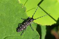Saperda populnea