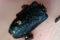 Stictoleptura scutellata