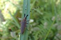 Agapanthia villosoviridescens