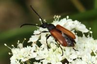 Pseudovadonia livida