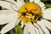 Rutpela maculata