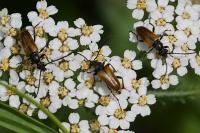 Pseudovadonia livida