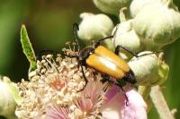 Stictoleptura fulva