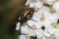 Pseudovadonia livida