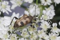 Pachytodes cerambyciformis
