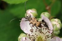 Pachytodes cerambyciformis