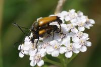 Stictoleptura fulva