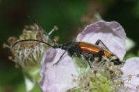 Stenurella melanura