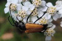 Stictoleptura fulva