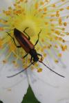 Stenurella melanura