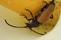 Stictoleptura fulva