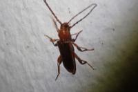 Phymatodes testaceus