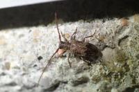 Exocentrus adspersus