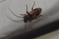 Exocentrus punctipennis