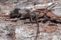 Exocentrus punctipennis