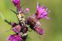 Rutpela maculata