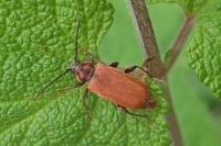 Pyrrhidium sanguineum
