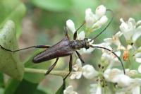Stenocorus meridianus