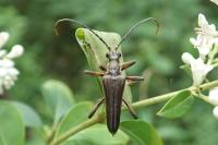 Stenocorus meridianus