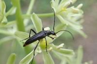 Rutpela nigra