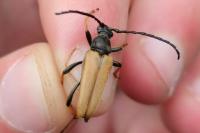 Stictoleptura rubra