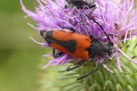 Stictoleptura cordigera
