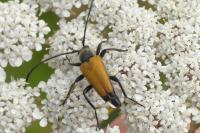 Stictoleptura fulva