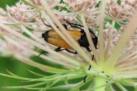 Stictoleptura fulva