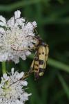 Rutpela maculata
