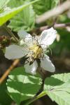 Rutpela maculata