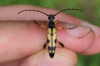 Rutpela maculata