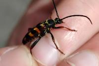 Leptura aurulenta
