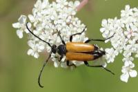 Stictoleptura fulva
