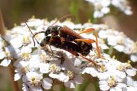 Stenopterus rufus