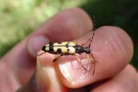 Rutpela maculata