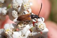 Pseudovadonia livida