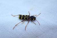 Xylotrechus arvicola