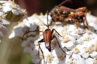 Stenurella bifasciata