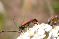 Stenurella bifasciata